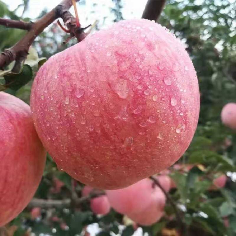 地方特产 陕西高原红苹果精品中大果粉甜果5斤装含包装